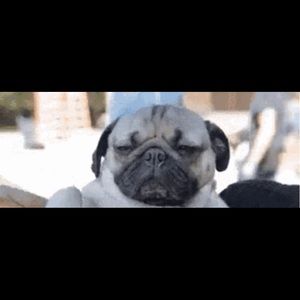 Meet your Posher, Lizzie